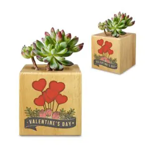 Mini Flower Pot, Valentine’s Indoor Wooden Desk Planter – Roses Mini Wooden Flower Pot Planters cube flower pot
