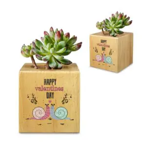 Mini Flower Pot, Valentine’s Indoor Wooden Desk Planter – Snails Mini Wooden Flower Pot Planters cube flower pot
