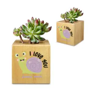 Mini Flower Pot, Valentine’s Indoor Wooden Desk Planter – Slow Mini Wooden Flower Pot Planters cube flower pot