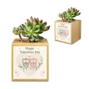 Mini Flower Pot, Valentine’s Indoor Wooden Desk Planter – Owly Mini Wooden Flower Pot Planters cube flower pot