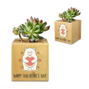 Mini Flower Pot, Valentine’s Indoor Wooden Desk Planter – Bear Mini Wooden Flower Pot Planters cube flower pot